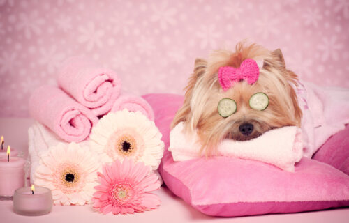 Every Amenity Comes with Luxury - dog relaxing on a pink bed in a pet spa